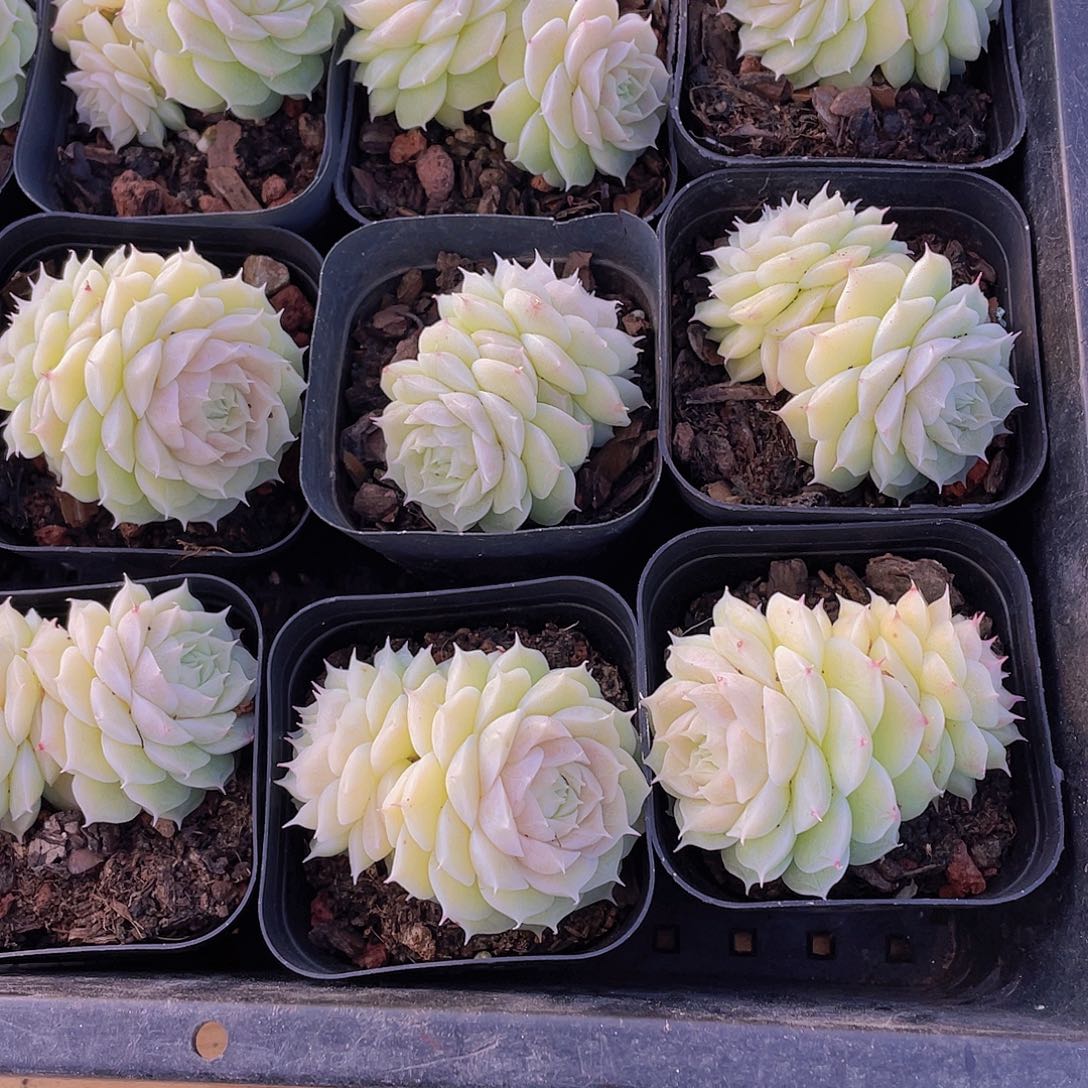 909号 山茶花麦秆一颗