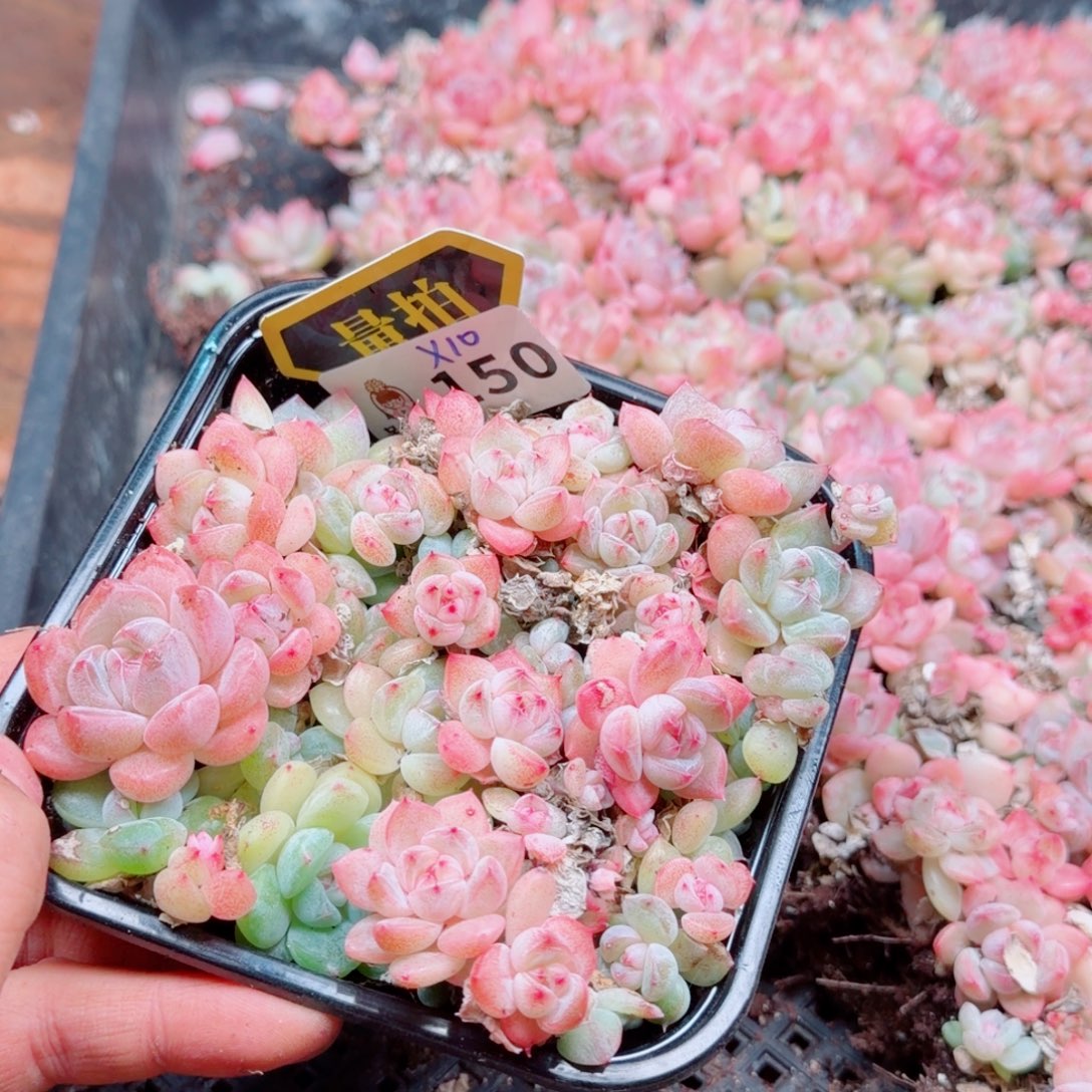 多肉植物多肉植物