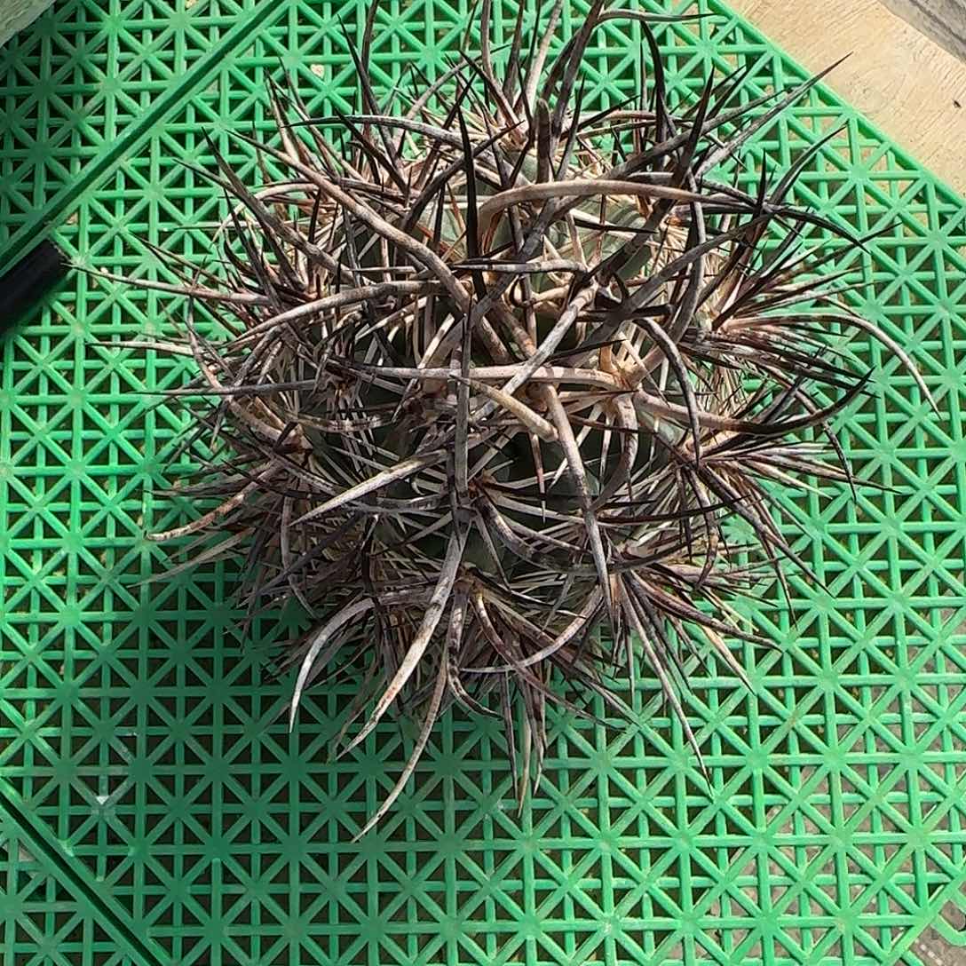 落地林氏幻虾仙人球