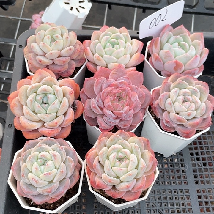 薇薇安园艺多肉002