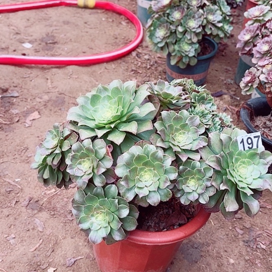 197万圣节朵缀老桩法师