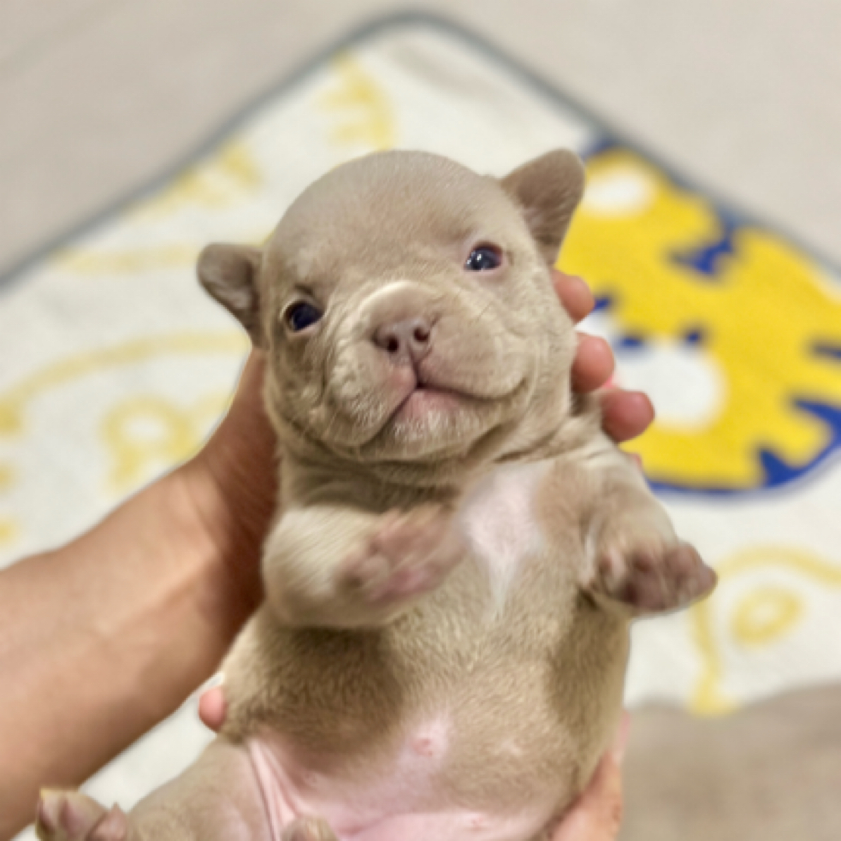 七喜恶霸犬幼犬专属链接