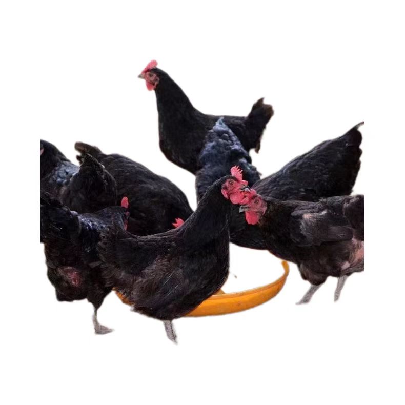 黑羽农村散养散放 绿壳  顺丰包邮 薛姐