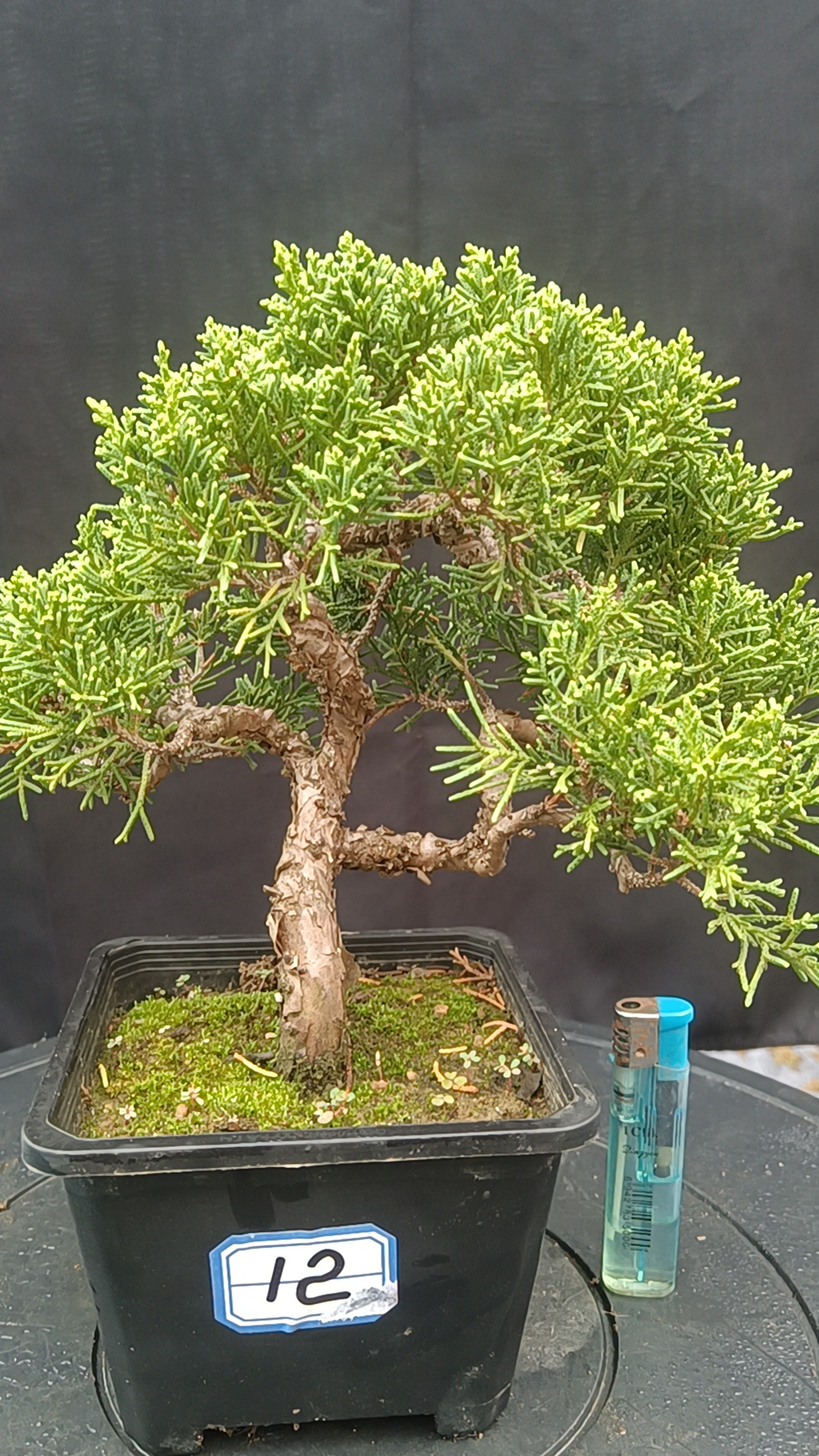 一物一拍 210-300 精品盆景 柏树盆景  