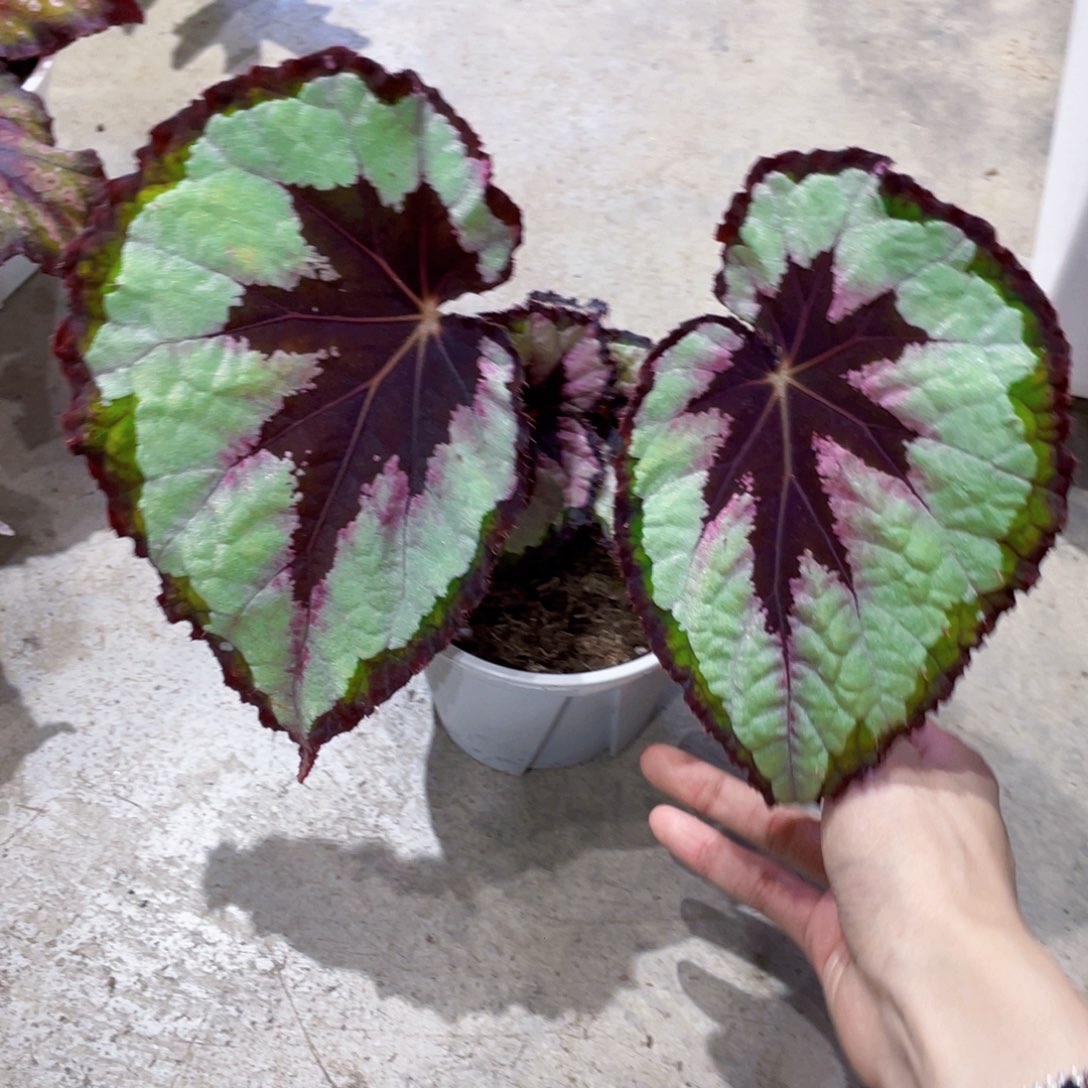 文****完全开放幻光雪夜