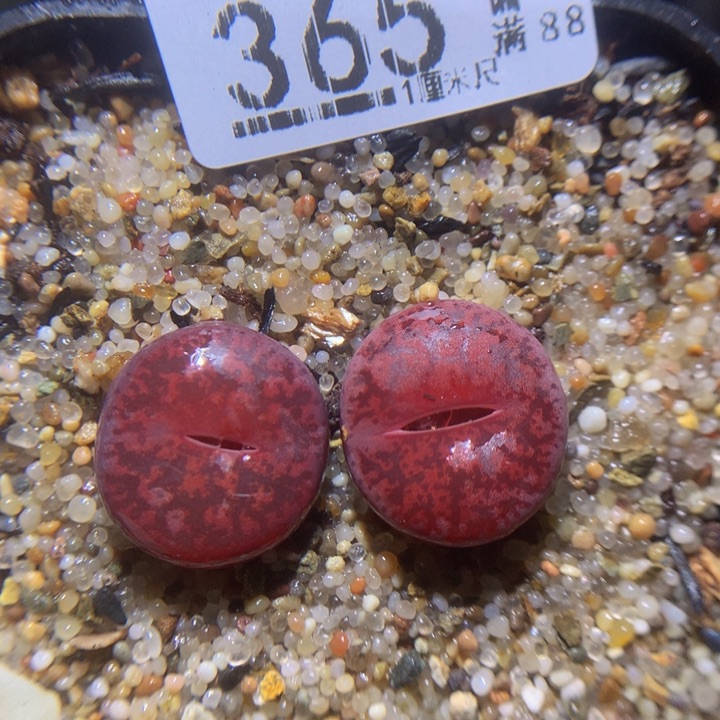 精品生石花224.365