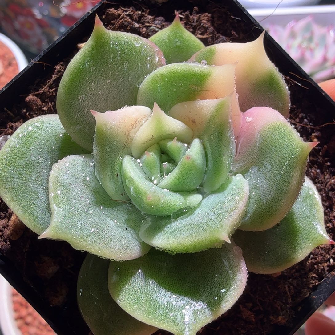 贝加尔湖锦，多肉植物