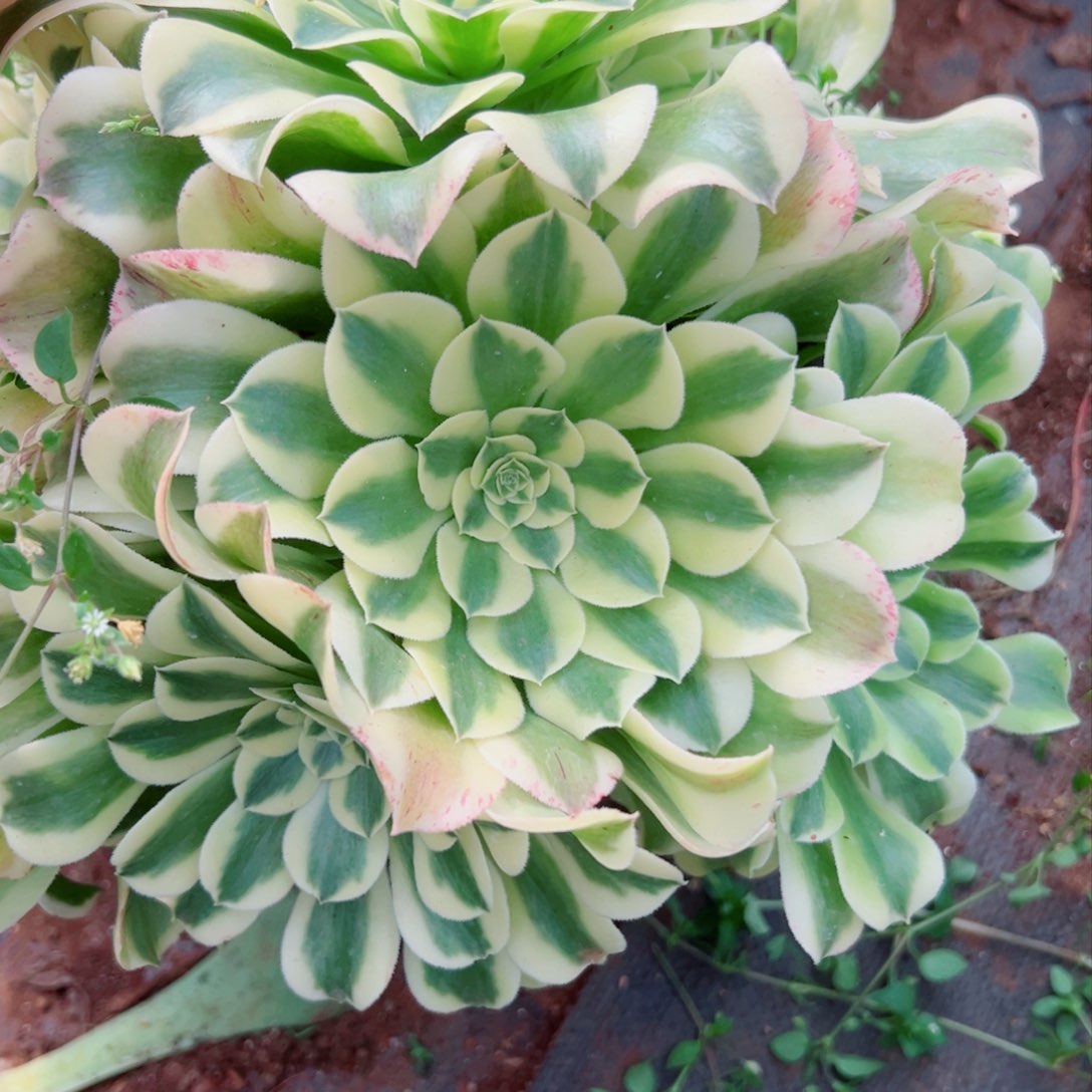 我1412 号多肉法师新年特价奶绿