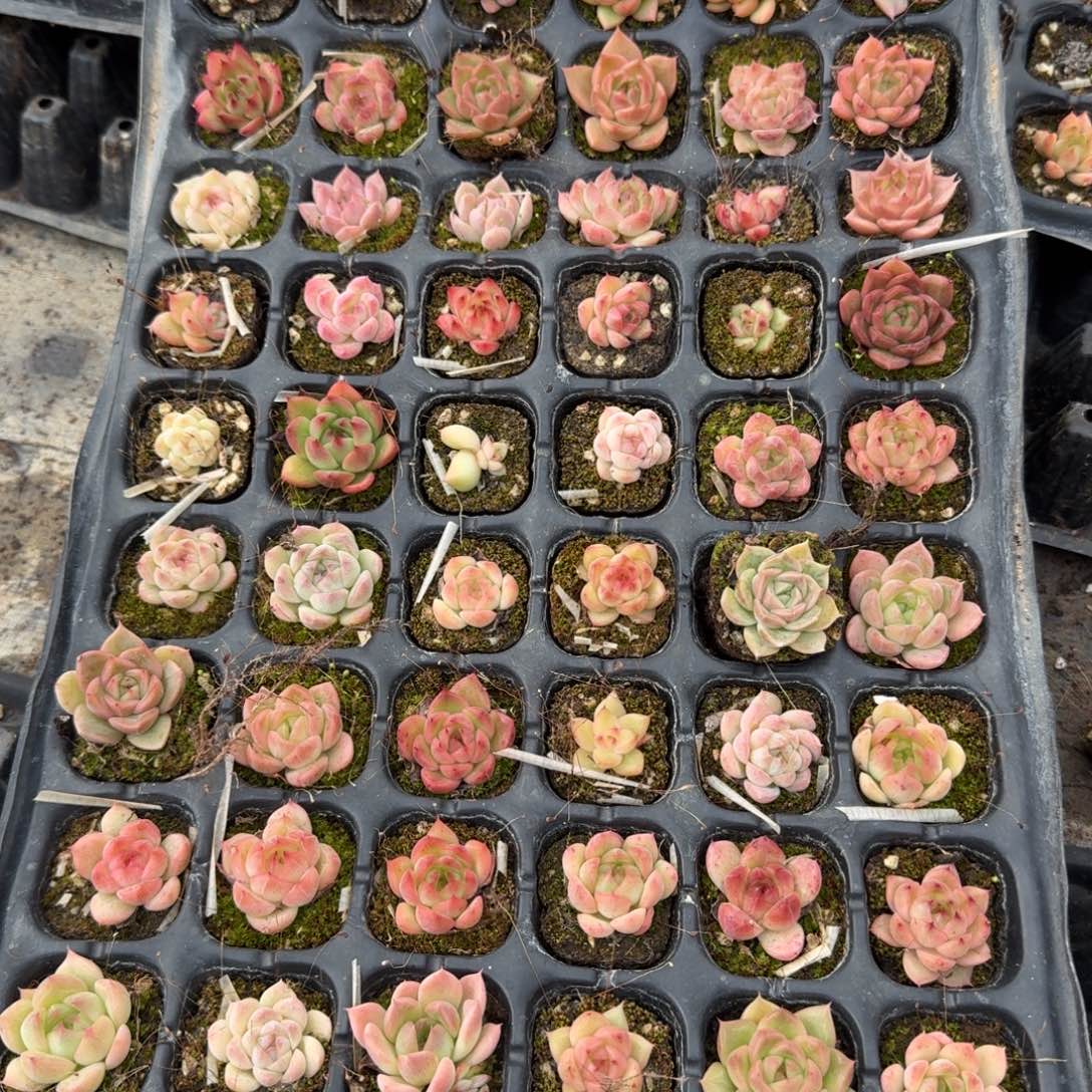 6-10左五麦秆72颗量拍发货