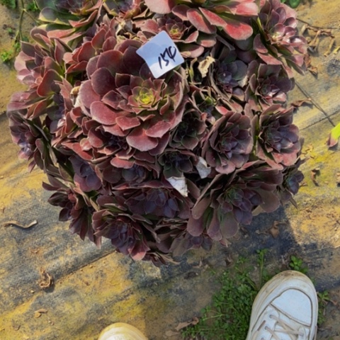 荷兰玫瑰大棵多肉植物154多肉