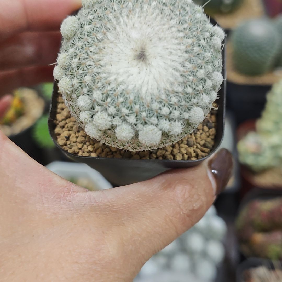 月世界仙人球自根