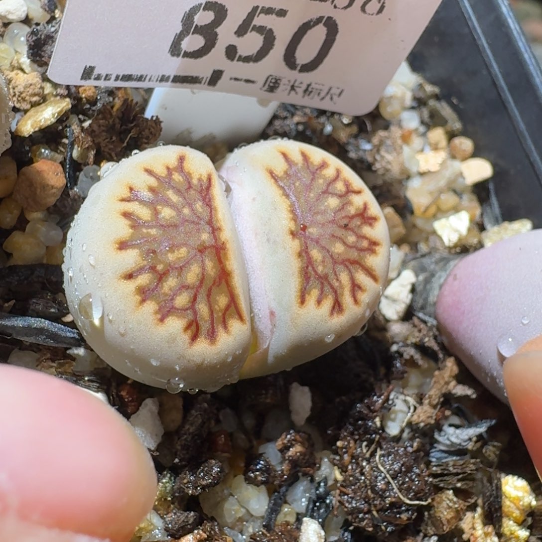 Sss清仓价便宜出850