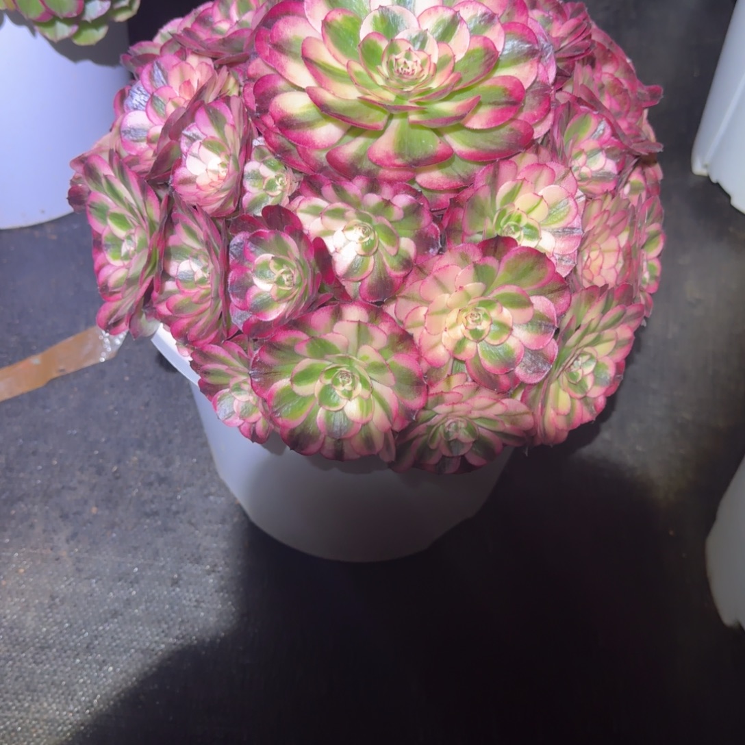 7***2无花朵dnnddbbdbdbddhdbdbrjrnrbrb