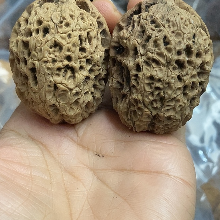 文玩核桃把件云南铁核桃基地22