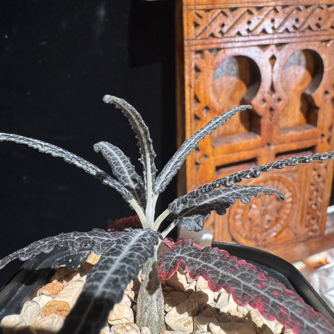 宋***艾朗乳香Boswellia elongata多肉