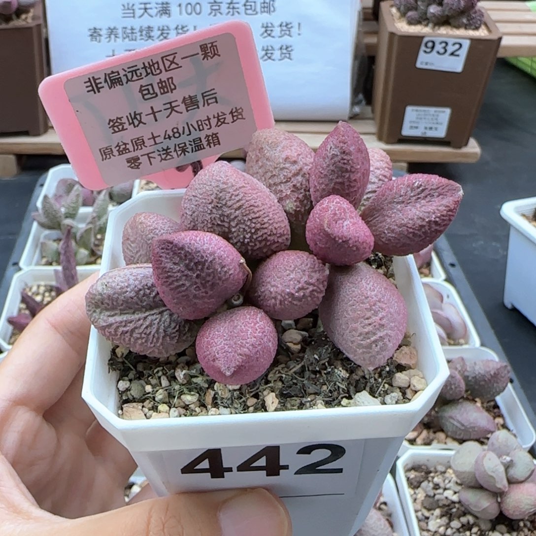 442少女心多肉植物