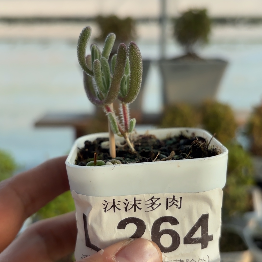 糖***源264紫闪光枝干番杏