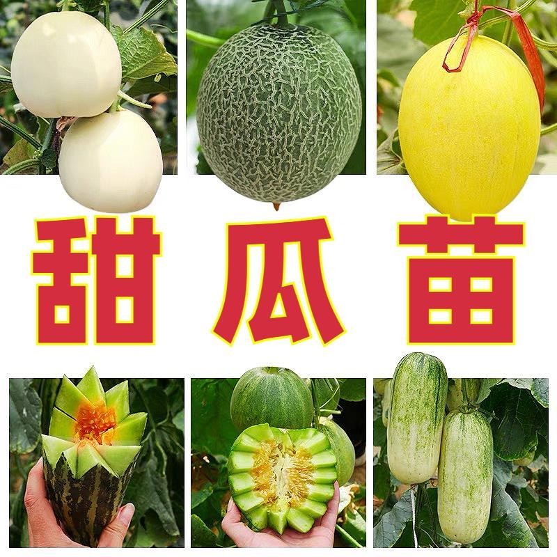 甜瓜苗冰糖子苗绿宝石甜瓜苗羊角蜜种植甜白玉香瓜苗哈密瓜苗春季