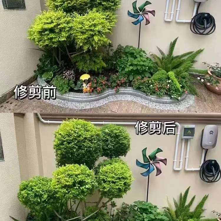 精品亮晶造型树造型地景地栽规格齐全  一物一拍
