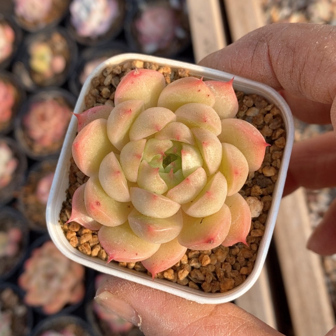 精品多肉一物一拍不包整159