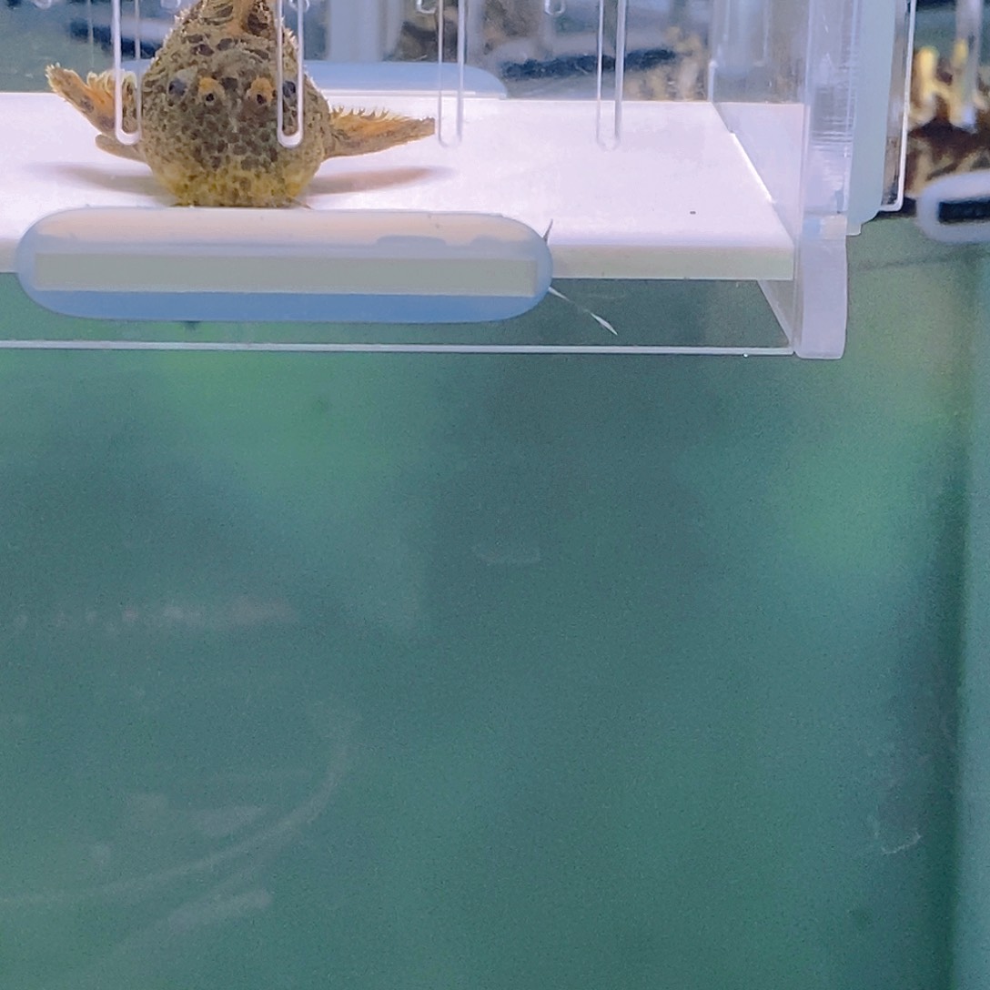 清道夫鱼帝王血钻9号