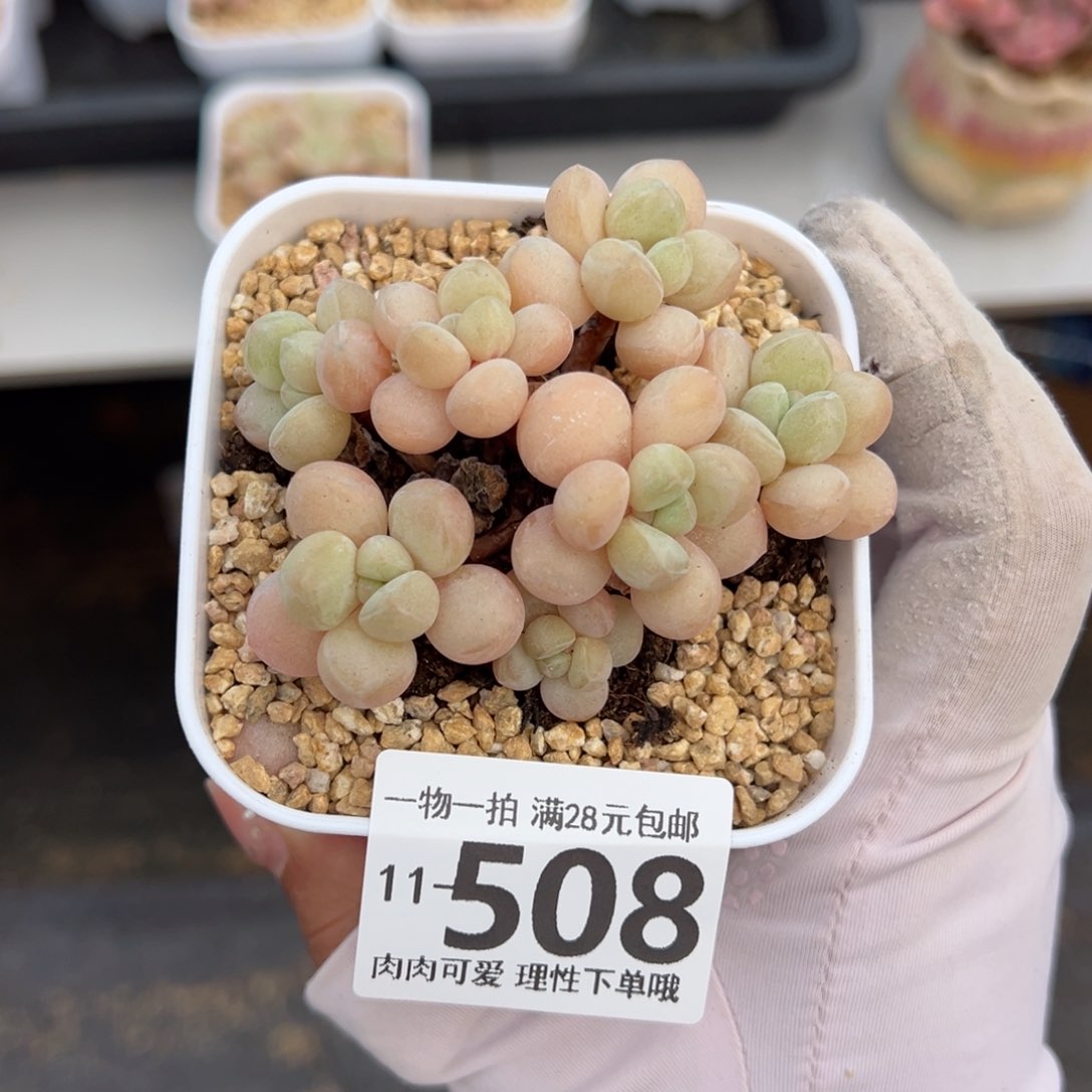 萤火虫奶多肉多肉多肉多肉