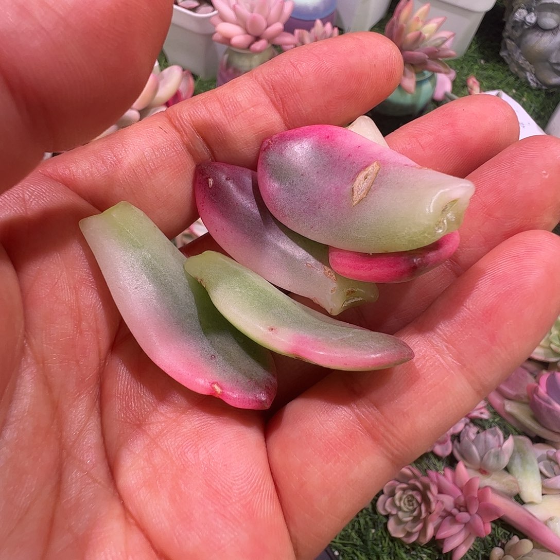 简***特多肉植物多肉植物