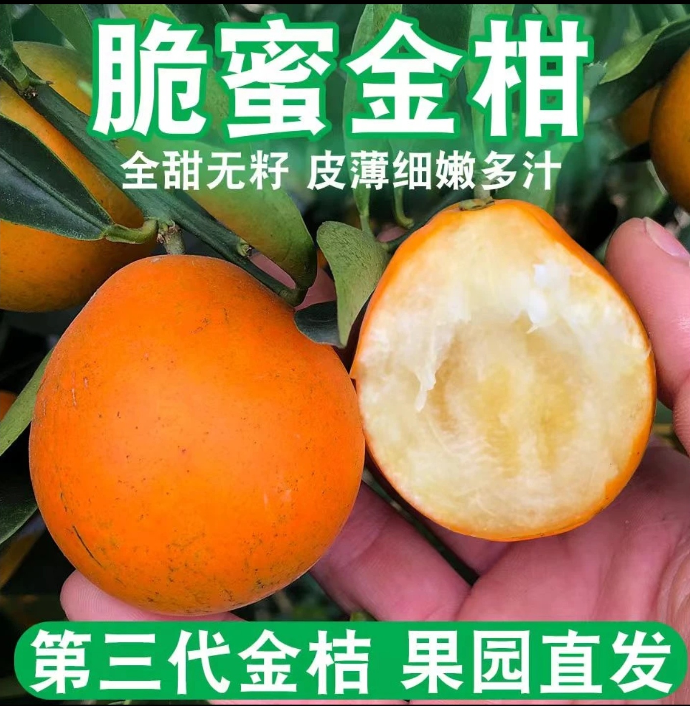 【脆蜜金柑】融安第三代脆蜜金桔纯果园新鲜现摘直发甜爆汁无籽无核