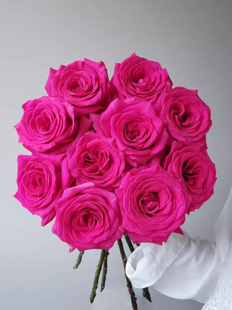 金麟的花园弗洛伊德 月季切花玫瑰露天养殖大花月季花盆栽室内外