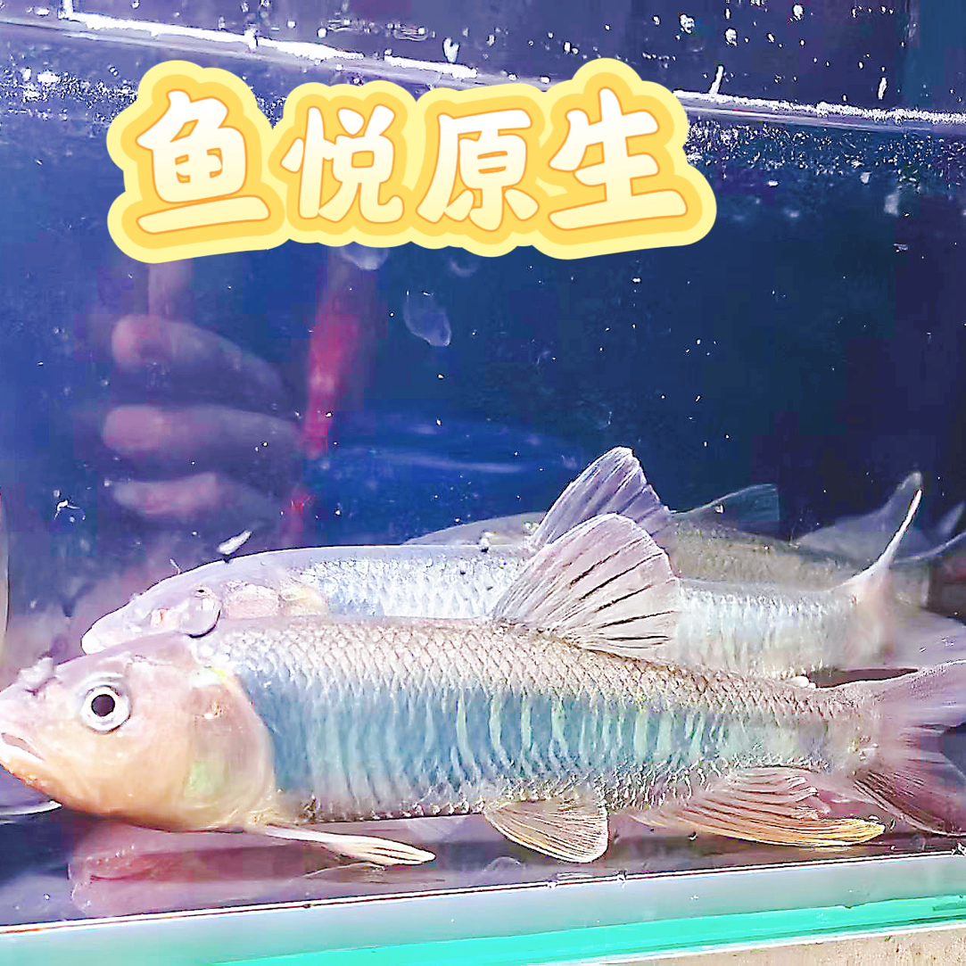 好养的原生马口鱼冷水观赏鱼