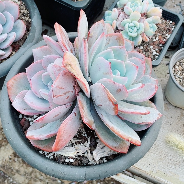 抹*?奶茶18.8一盆688558855855