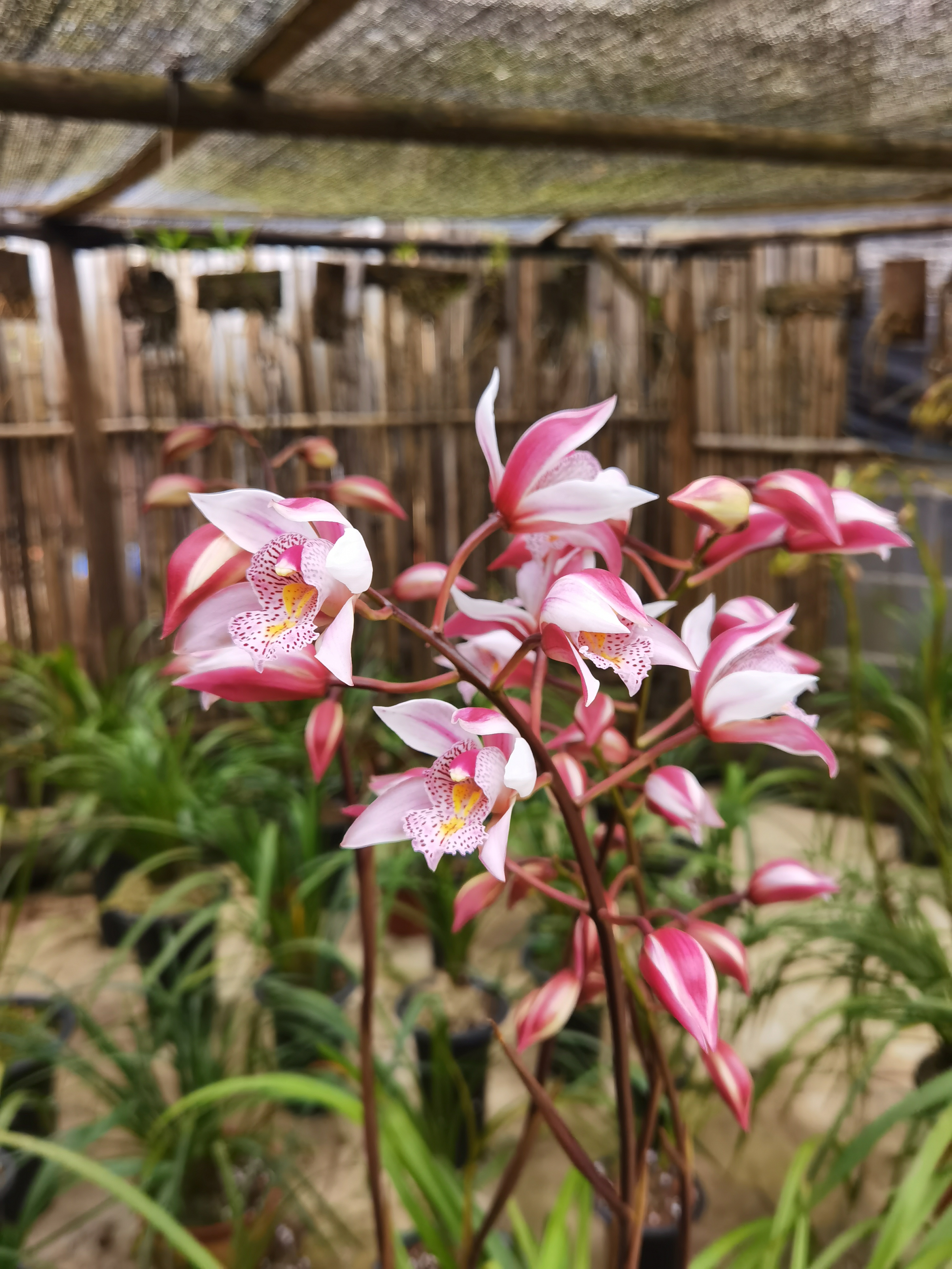 越南美花兰（中型苗） 细叶高花剑粉色花，春季开，起芦头勤芽裸根发