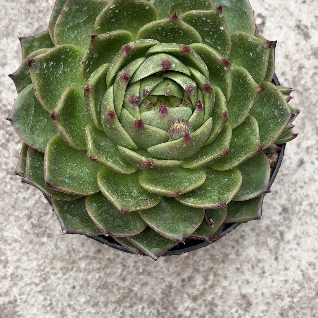 多肉植物啦啦啦啦啦