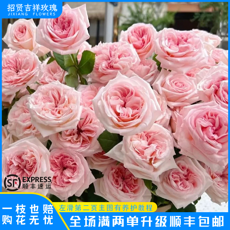 【粉荔枝A/B】蜜桃粉  山东玫瑰基地直发 现采现摘  顺丰包邮到家