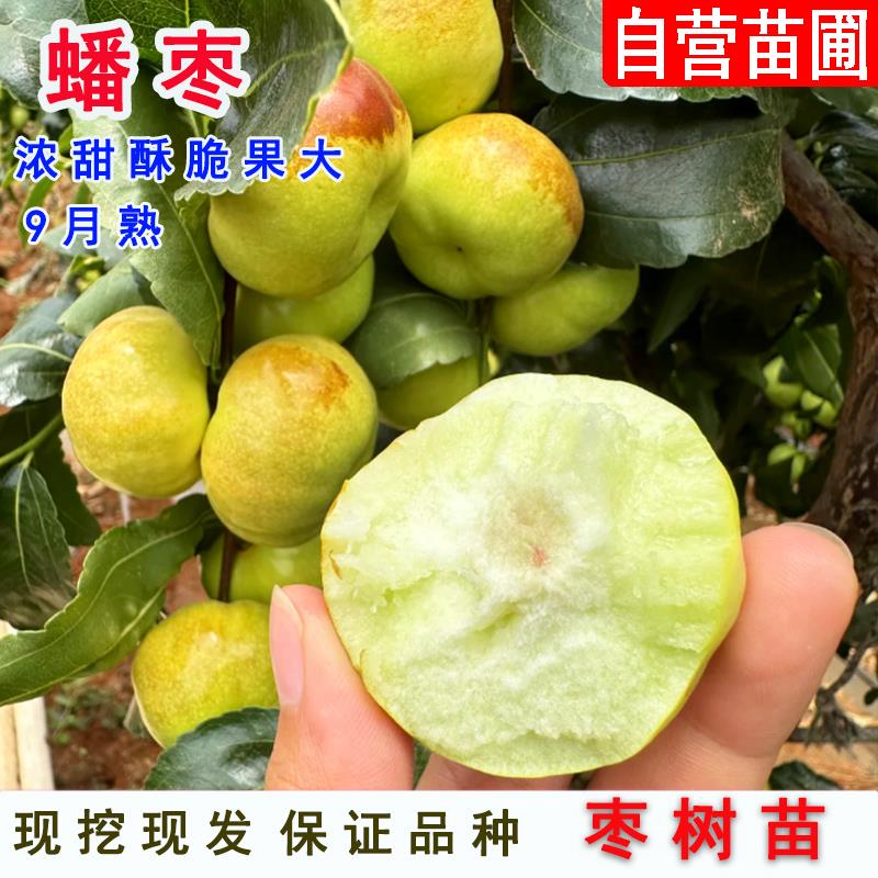 枣树活苗嫁接蟠枣树苗特大油蟠脆枣苗树庭院盆栽地栽种植果树果苗