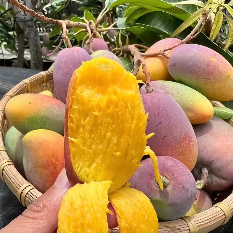 正宗海南贵妃芒果2/5/9斤芒果自然熟新鲜应季水果现摘现发