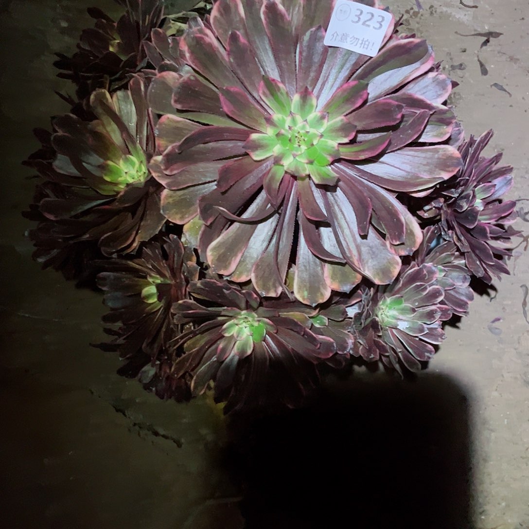 无花朵多肉植物油墨323