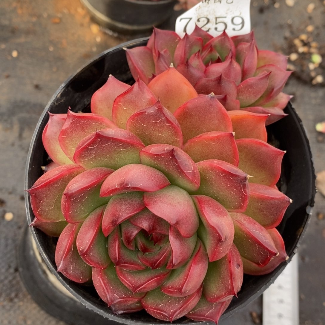 7259杂交多肉老桩