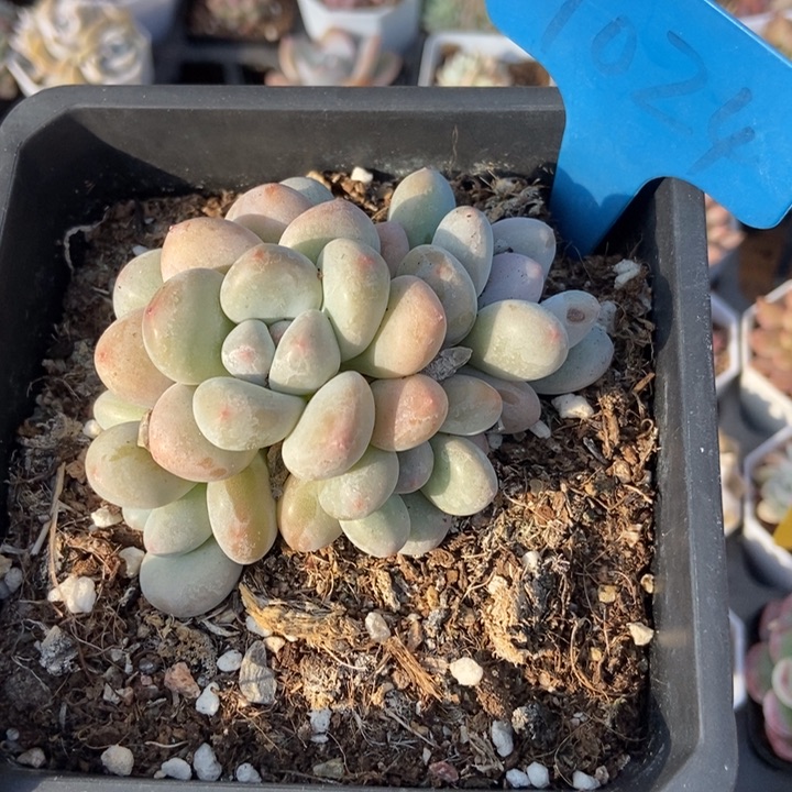 1024香水多肉植物保护