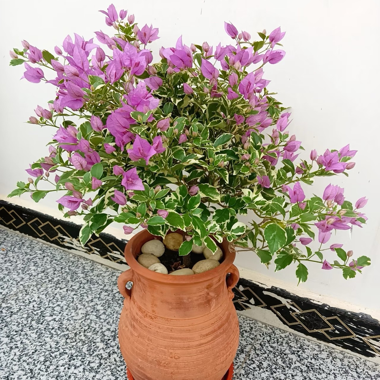 银边水仙紫·三角梅四季开花伊娃系列赏花赏叶不易掉花