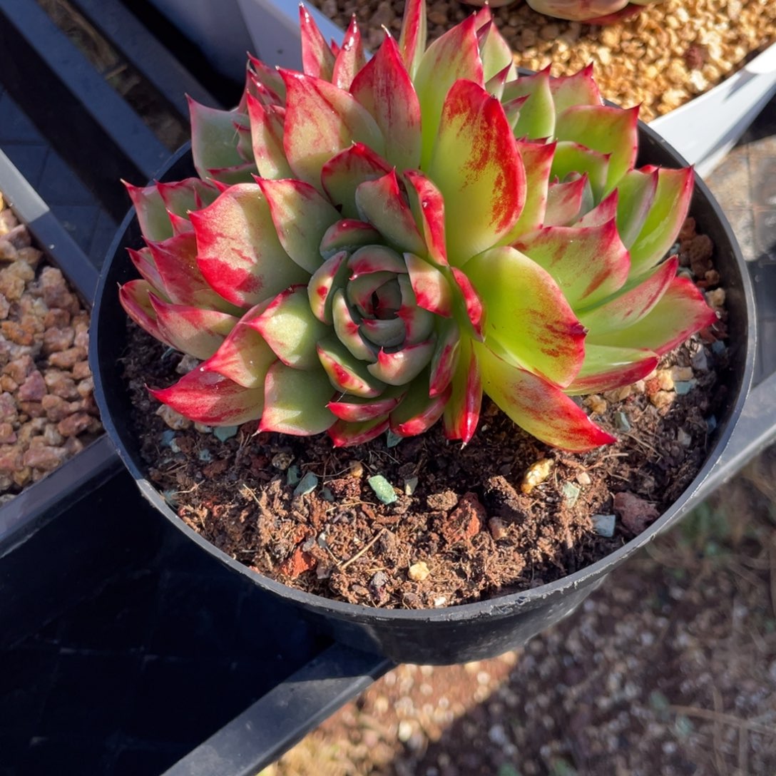 惊鸿仙子三头群生