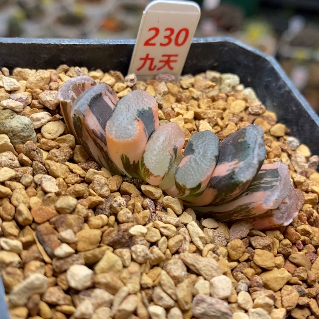 230号浮藻玉扇锦多肉植物