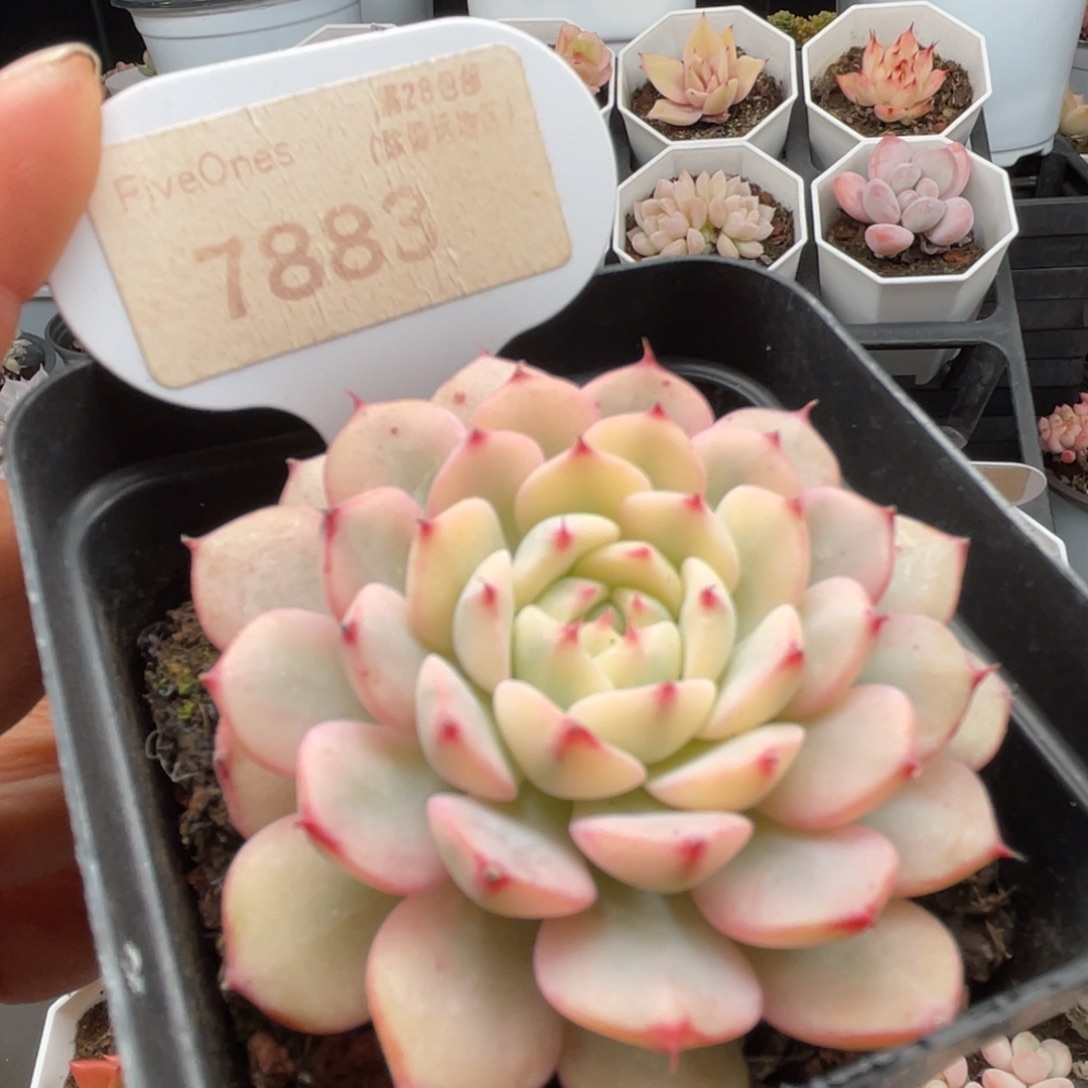 姬莲锦7883-6.0厘米