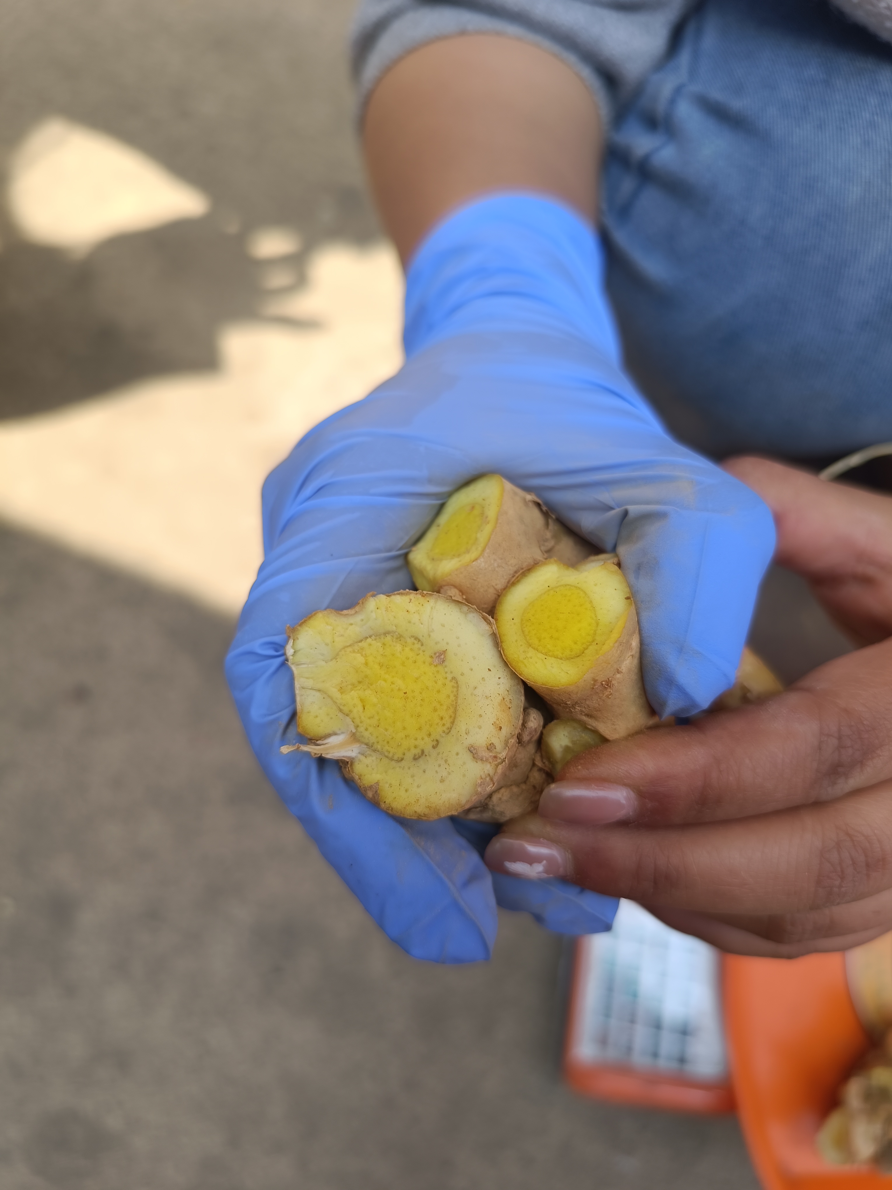 姜黄/云南挖挖挖新鲜姜黄