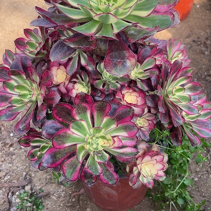 501冰淇淋多肉植物