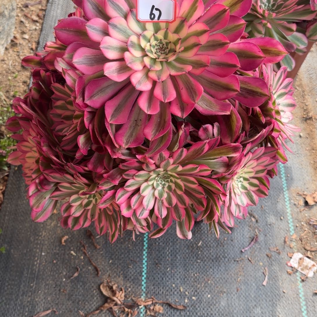 67粉瞳多肉植物绿植