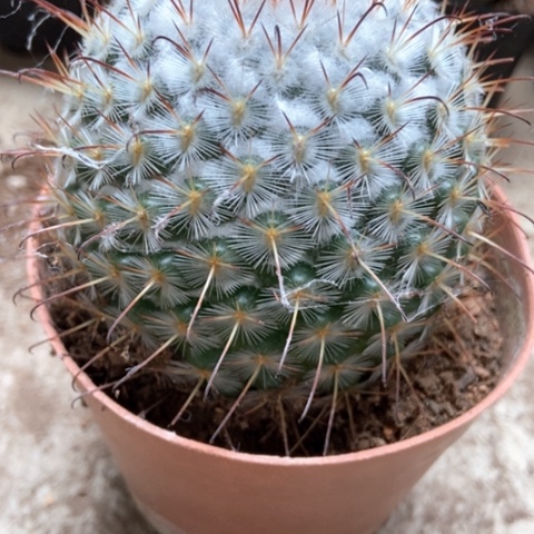 风鸣丸仙人球12米仙人球