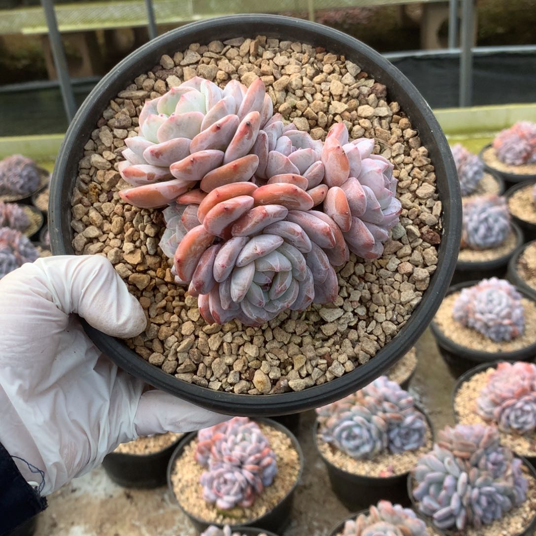 无花朵哈哈哈哈哈哈哈哈哈21