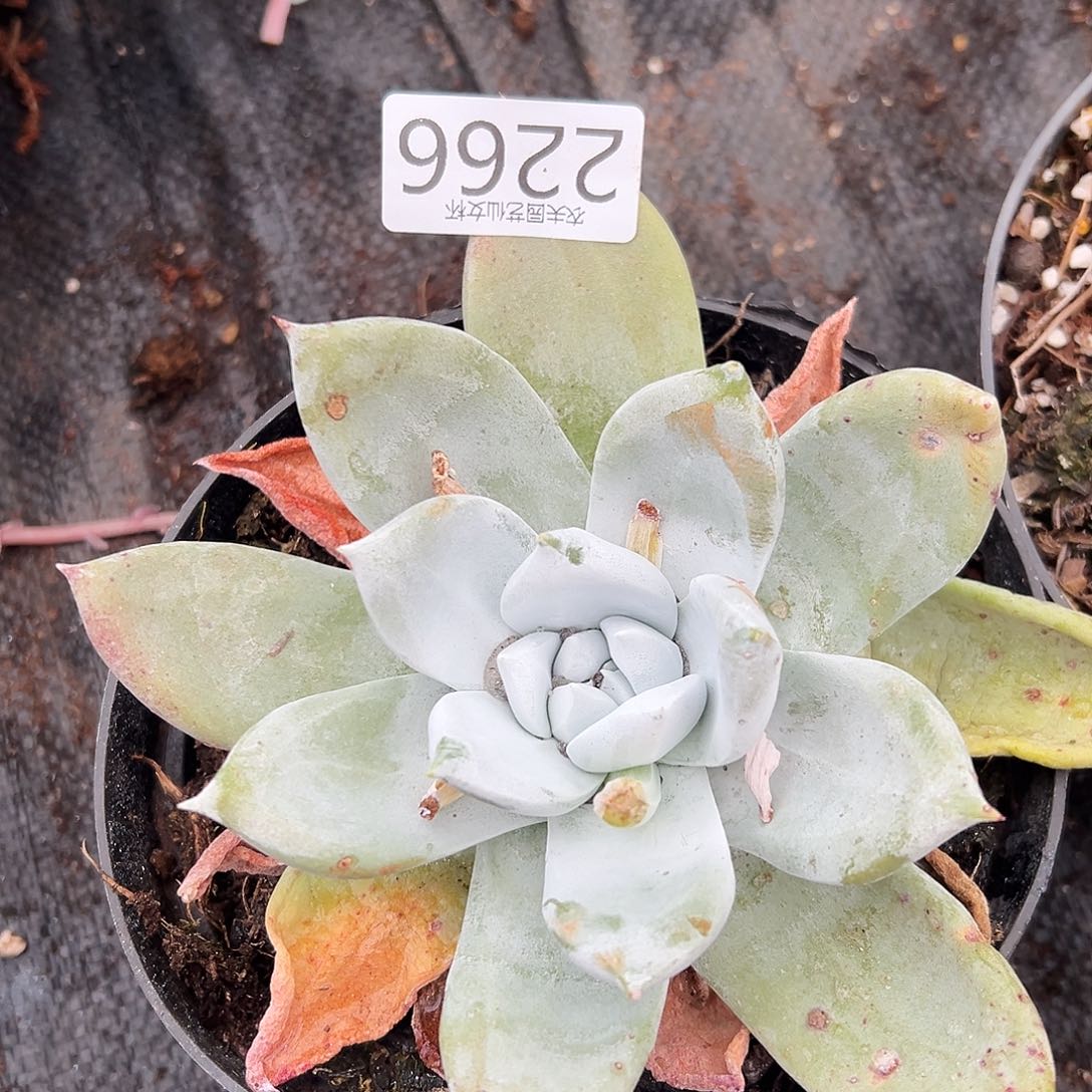 3代杂交仙女杯多肉。