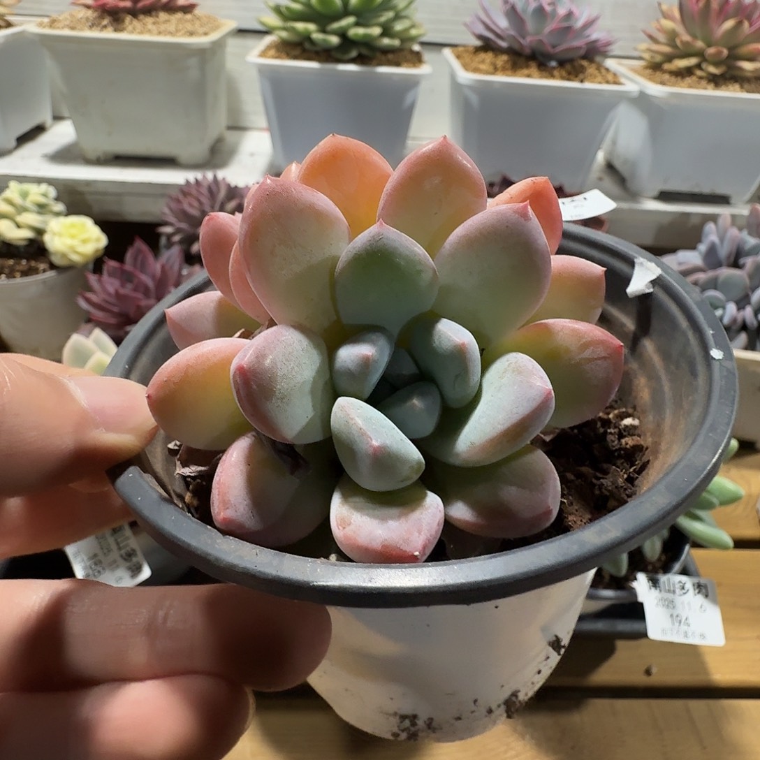 四头香芋1111106-193